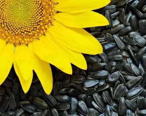 试管婴儿胚胎移植着床了是什么症状