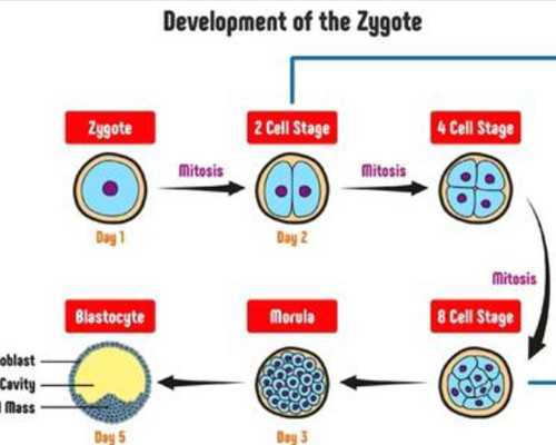 国内供卵做试管_靠谱代孕中心,试管移植后需要卧床吗,试管婴儿胚胎移植后需要